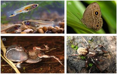 Multimodal Aposematic Signals and Their Emerging Role in Mate Attraction